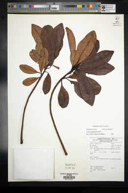 Ardisia gitingensis image