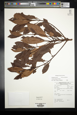 Ardisia gitingensis image