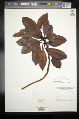 Ardisia gitingensis image