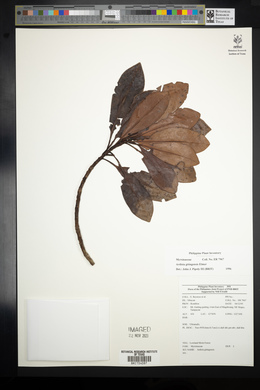 Ardisia gitingensis image