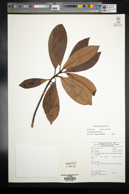 Ardisia gitingensis image