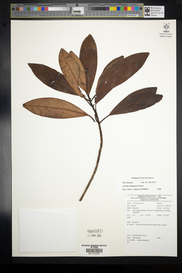 Ardisia gitingensis image