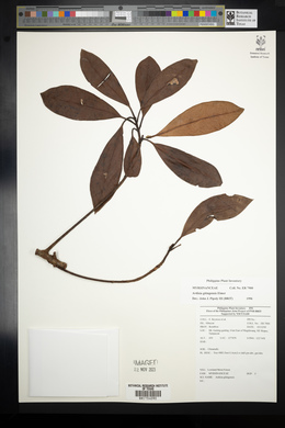 Ardisia gitingensis image