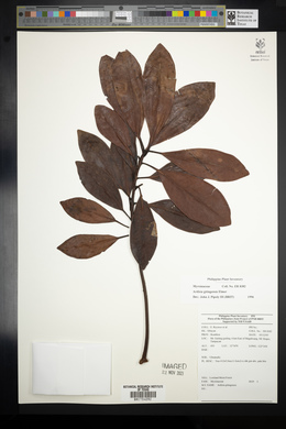 Ardisia gitingensis image