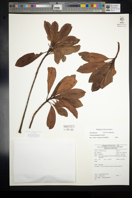 Ardisia gitingensis image