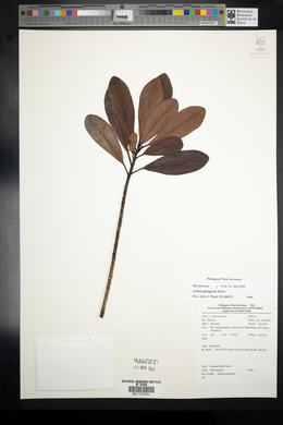 Ardisia gitingensis image