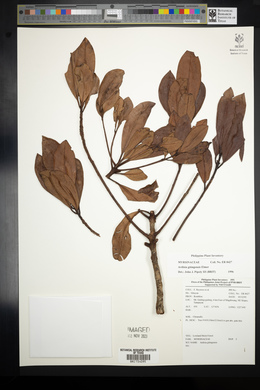 Ardisia gitingensis image