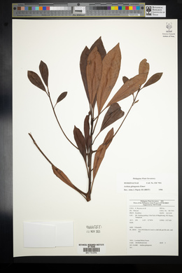 Ardisia gitingensis image