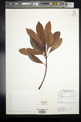 Ardisia gitingensis image