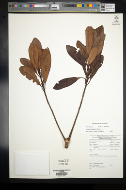 Ardisia gitingensis image