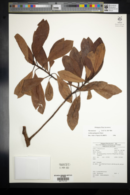 Ardisia gitingensis image