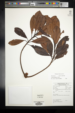 Ardisia gitingensis image