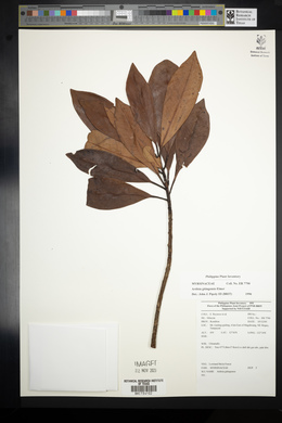 Ardisia gitingensis image