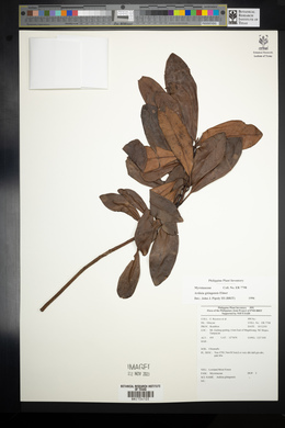 Ardisia gitingensis image