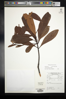 Ardisia gitingensis image