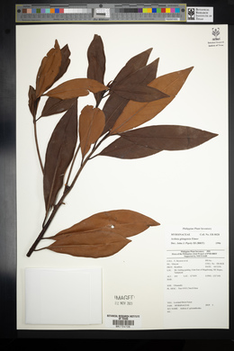 Ardisia gitingensis image