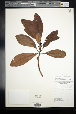 Ardisia gitingensis image