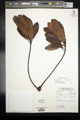 Ardisia gitingensis image