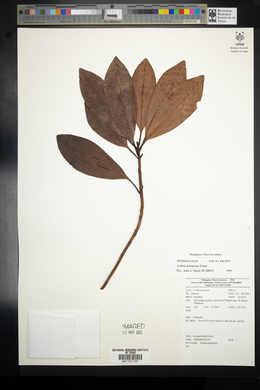 Ardisia gitingensis image