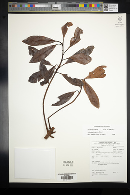 Ardisia gitingensis image