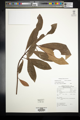 Ardisia gitingensis image