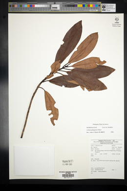 Ardisia gitingensis image