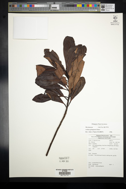 Ardisia gitingensis image