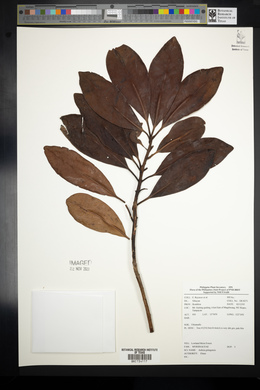 Ardisia gitingensis image