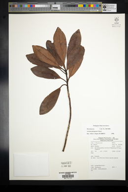 Ardisia gitingensis image