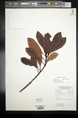 Ardisia gitingensis image