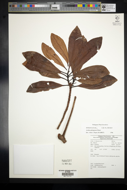 Ardisia gitingensis image