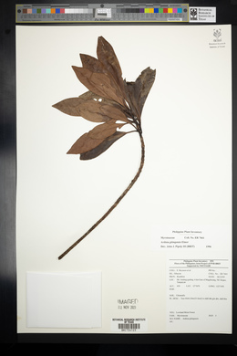 Ardisia gitingensis image