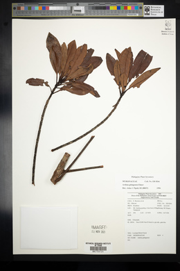 Ardisia gitingensis image