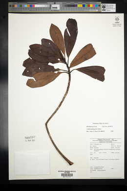 Ardisia gitingensis image