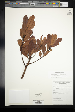 Ardisia gitingensis image