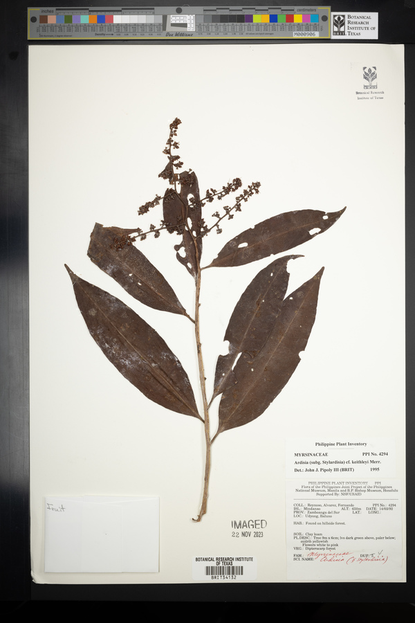 Ardisia keithleyi image