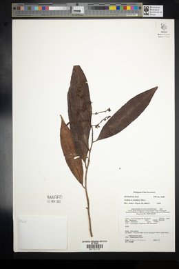 Ardisia keithleyi image