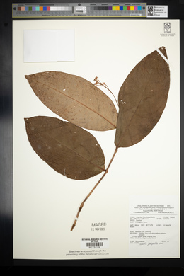 Ardisia polyactis image