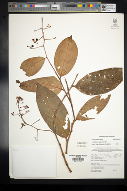 Ardisia polyactis image