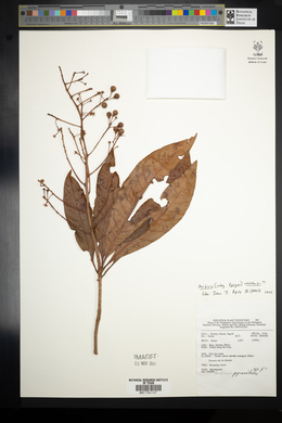 Ardisia pyramidalis image