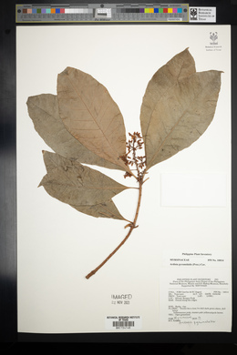 Ardisia pyramidalis image