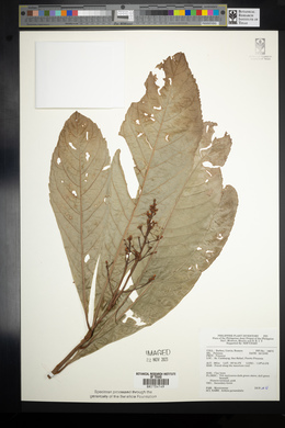 Ardisia pyramidalis image