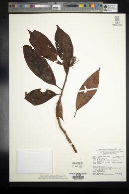 Ardisia pyramidalis image