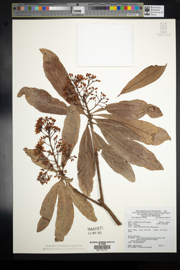 Ardisia pyramidalis image