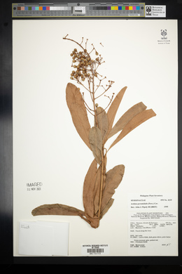 Ardisia pyramidalis image