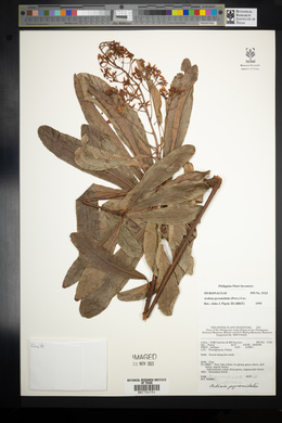 Ardisia pyramidalis image