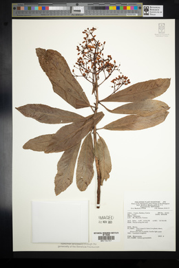 Ardisia pyramidalis image