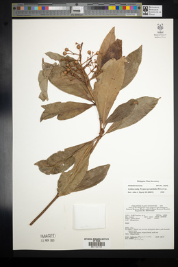 Ardisia pyramidalis image