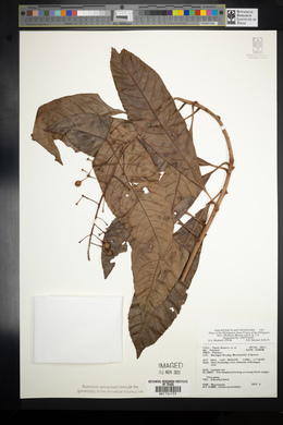 Ardisia pyramidalis image