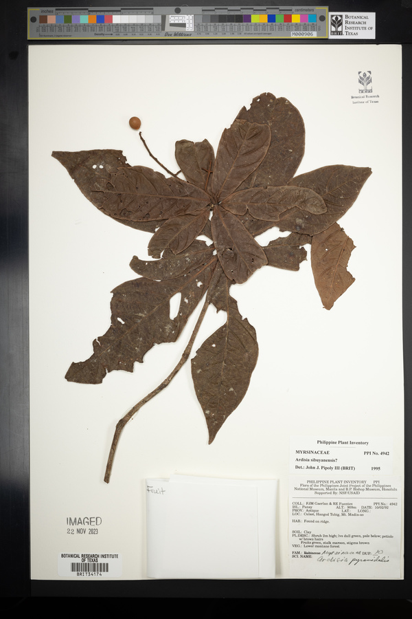 Ardisia brevipetiolata image